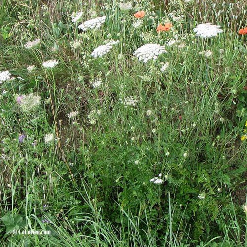 Organic wild carrot essential oil
