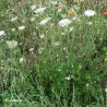 Organic wild carrot essential oil
