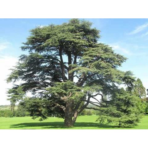 Notre huile essentielle de Cèdre de l'Atlas bio contre la cellulite