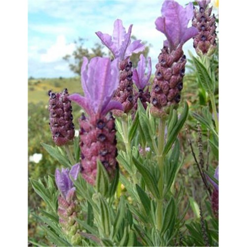 Huile essentielle de lavande de Séville bio apaise douleur et brûlure