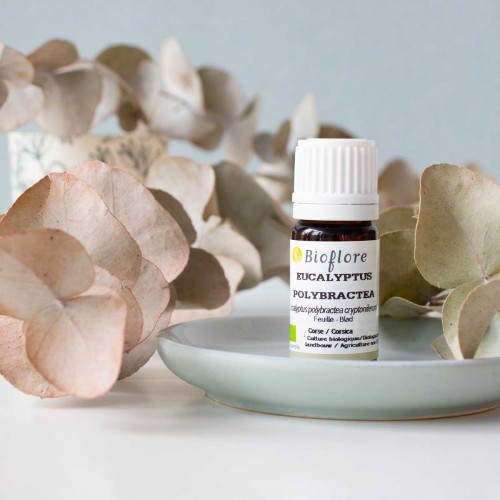 eucalyptus polybractea