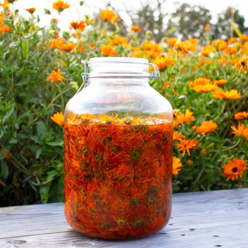 Organic calendula oily macerate. Flowers from Bioflore gardens