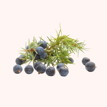L'huile essentielle de genévier baies pures bio, drainante naturelle L'huile essentielle de genévier baies pures bio, drainante naturelle