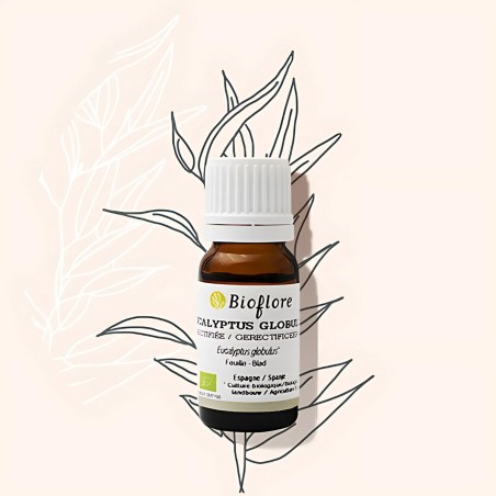 Eucalyptus globulus essential oil helps the respiratory system