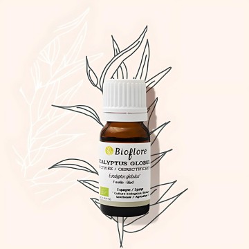L'huile essentielle d'eucalyptus globulus aide le système respiratoire L'huile essentielle d'eucalyptus globulus aide le système respiratoire