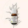 Eucalyptus globulus essential oil helps the respiratory system Eucalyptus globulus essential oil helps the respiratory system