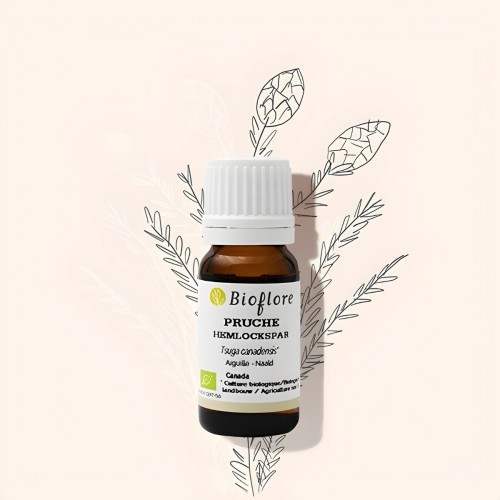 Hemlock essential oil against respiratory diseases