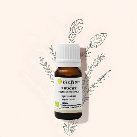 L'huile essentielle de pruche contre les affections respiratoires