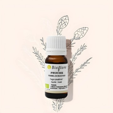 Hemlock essential oil against respiratory diseases