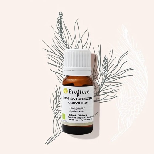 Organic Scots pine essential oil purifying and sanitising