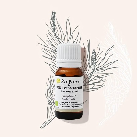 Organic Scots pine essential oil purifying and sanitising
