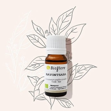 Organic ravintsara essential oil, the winter essential