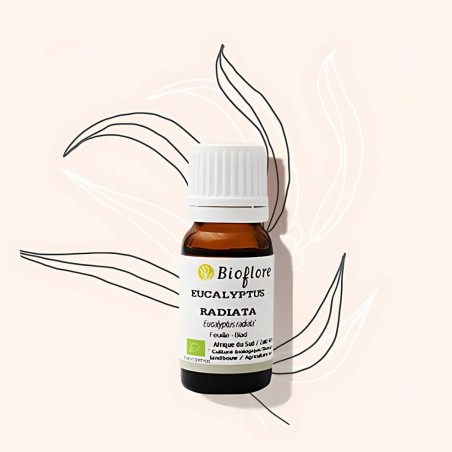 Organic eucalyptus radiata essential oil to breathe well in winter