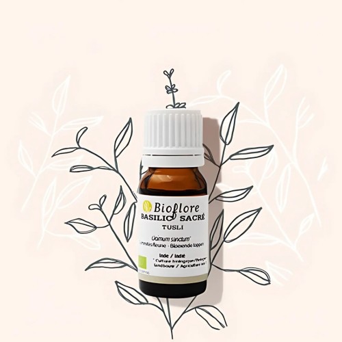 Essentiële olie van bio heilige basilicum of Tulsi is ontstekingsremmend