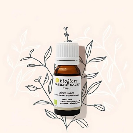 Essentiële olie van bio heilige basilicum of Tulsi is ontstekingsremmend