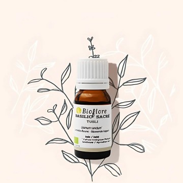 Essentiële olie van bio heilige basilicum of Tulsi is ontstekingsremmend Essentiële olie van bio heilige basilicum of Tulsi is ontstekingsremmend