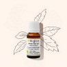 Our organic Hô wood essential oil - Japanese Laurel to tone up