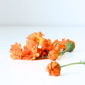 Notre macérat huileux de Calendula bio pour calmer les peaux sensibles Notre macérat huileux de Calendula bio pour calmer les peaux sensibles
