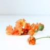 Notre macérat huileux de Calendula bio pour calmer les peaux sensibles Notre macérat huileux de Calendula bio pour calmer les peaux sensibles
