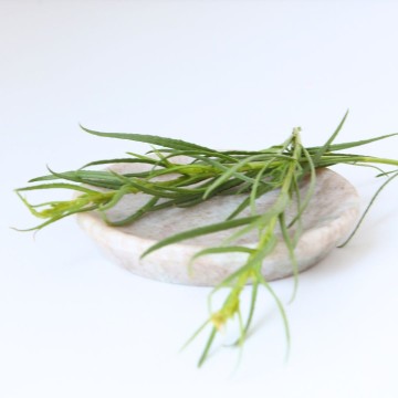 L'huile essentielle de Tea tree bio : l'essentielle en aromathérapie