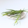 L'huile essentielle de Tea tree bio : l'essentielle en aromathérapie