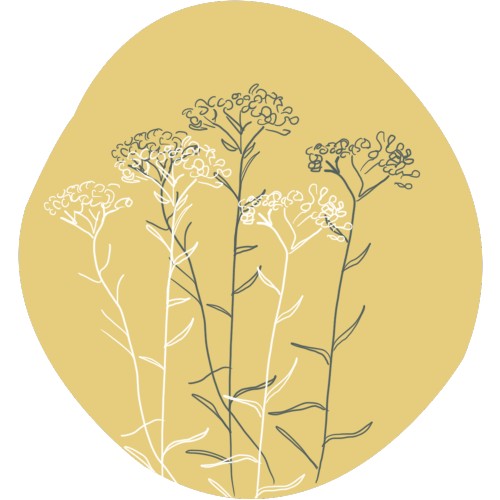Helichrysum bio