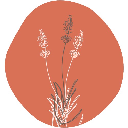 True lavender - Lavandula angustifolia Miller ct maillette