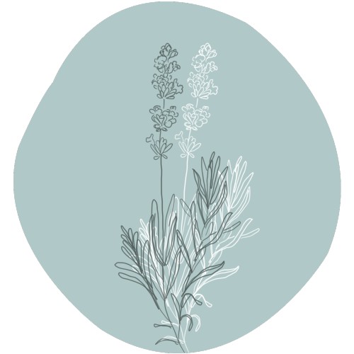 Wild lavender  - lavandula angustifolia Miller/Chaix