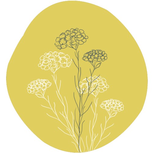 Helichrysum or Immortelle